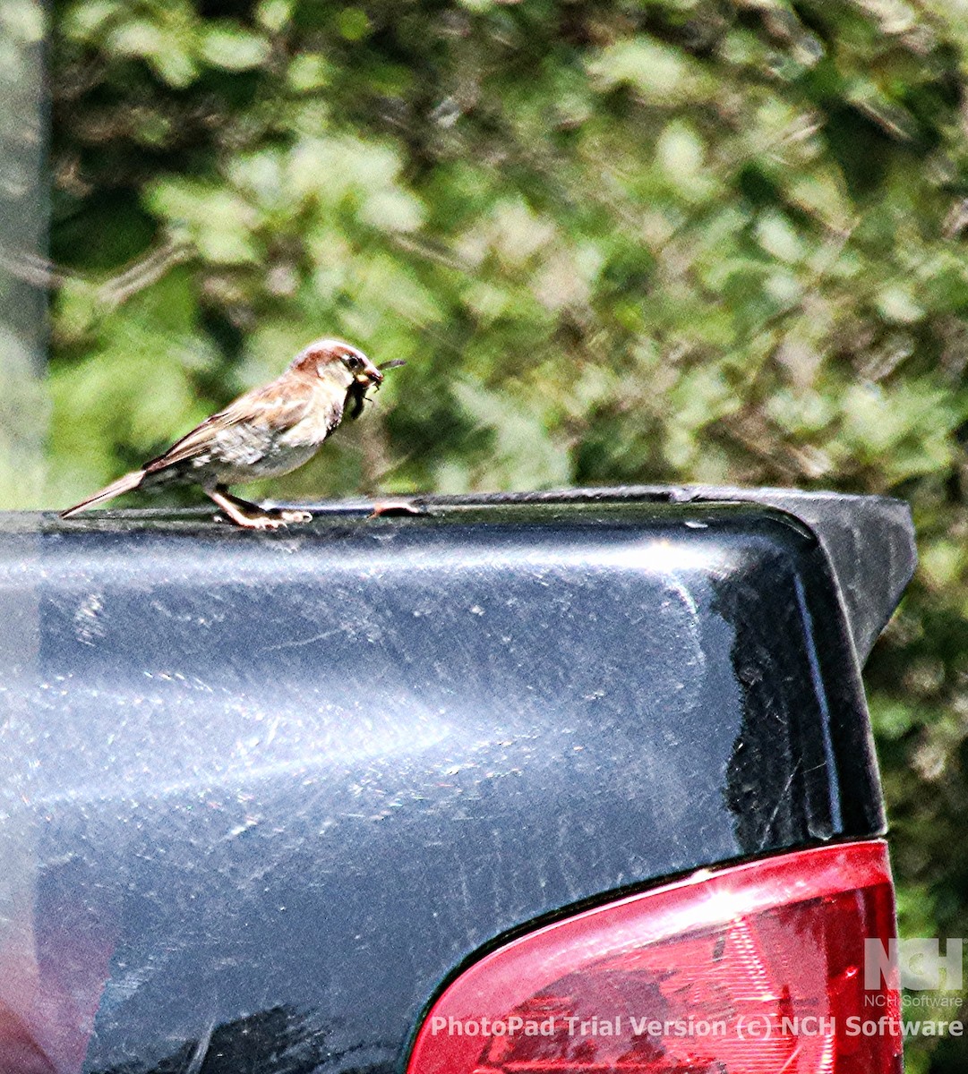 House Sparrow - ML624208099