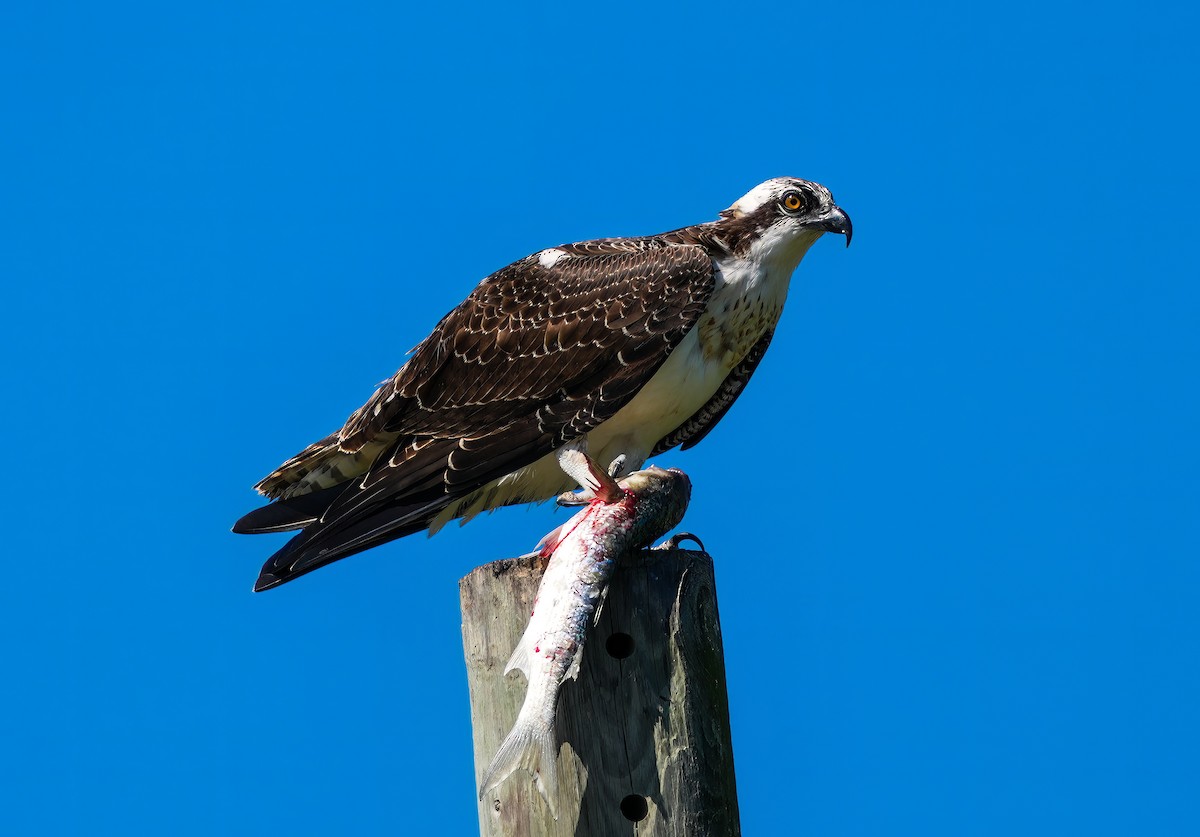 Osprey - ML624208111