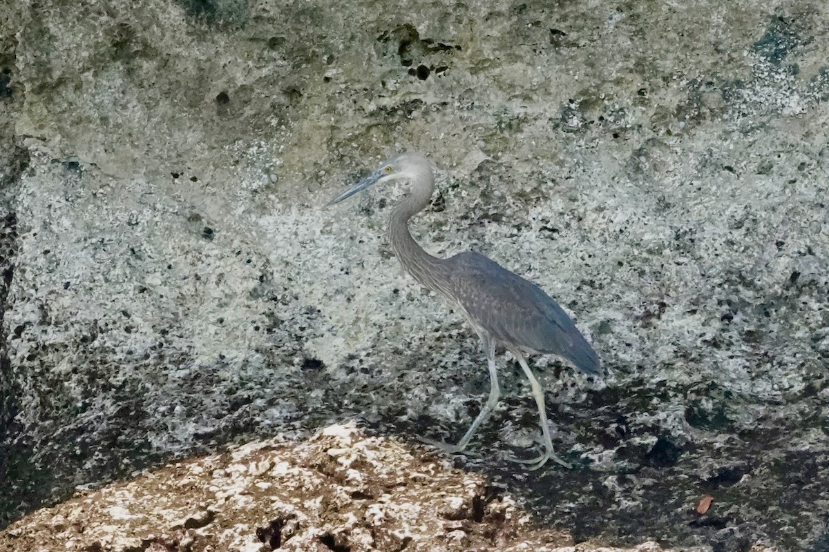 Great-billed Heron - ML624208120