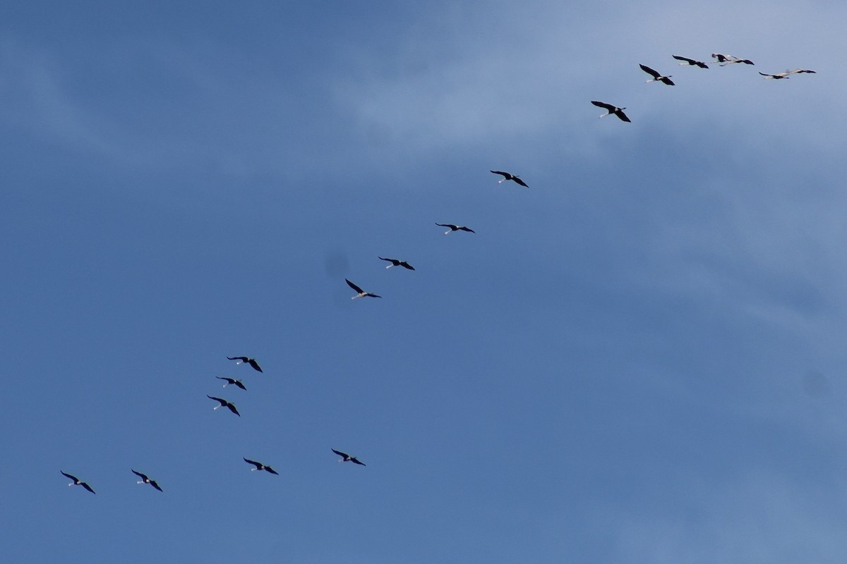 Sandhill Crane - ML624208129