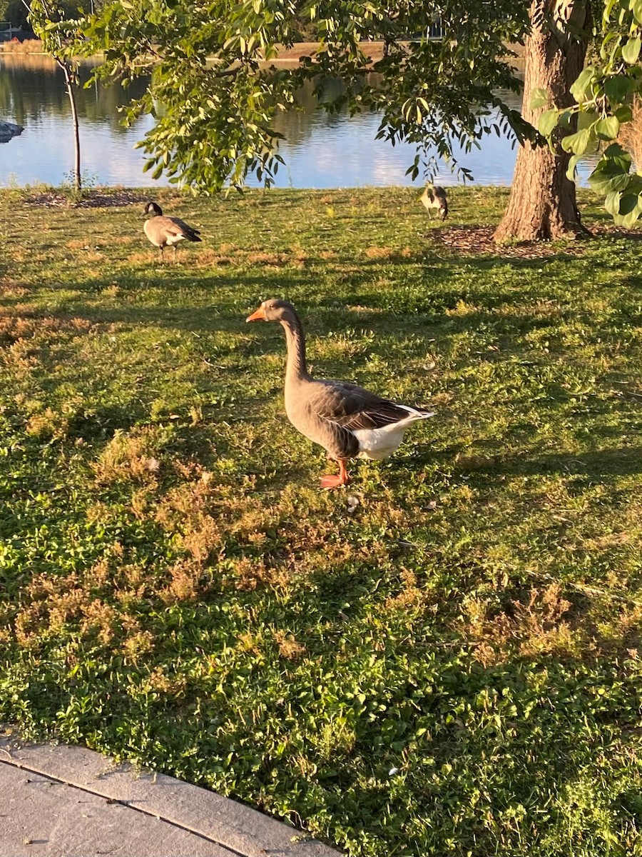 Graylag Goose (Domestic type) - ML624208134