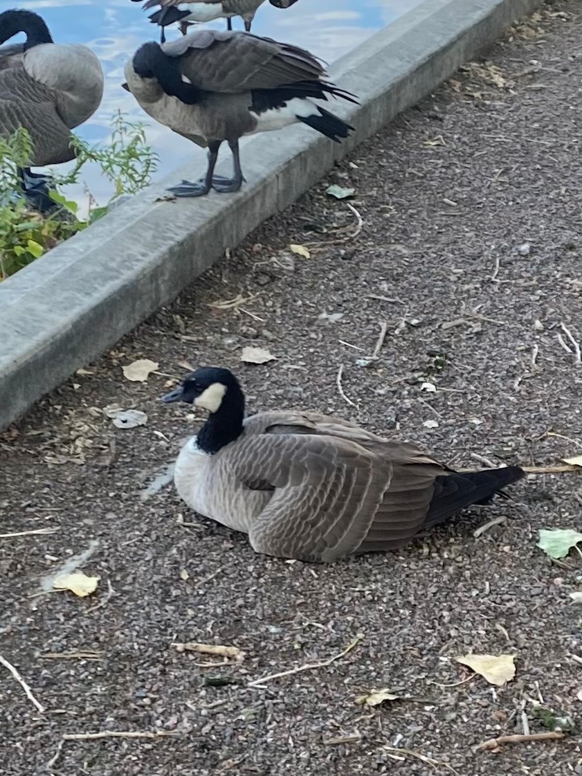 Cackling Goose - ML624208142