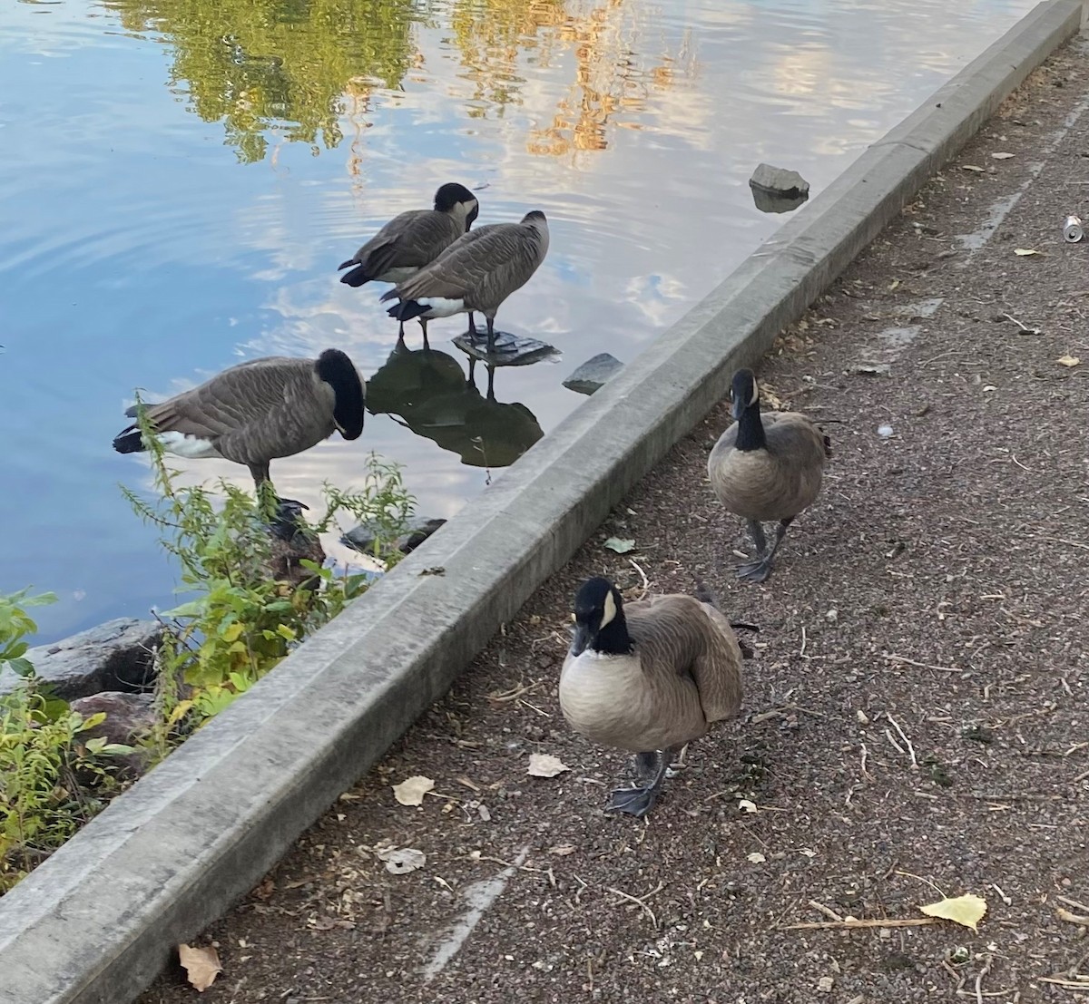 Cackling Goose - ML624208143