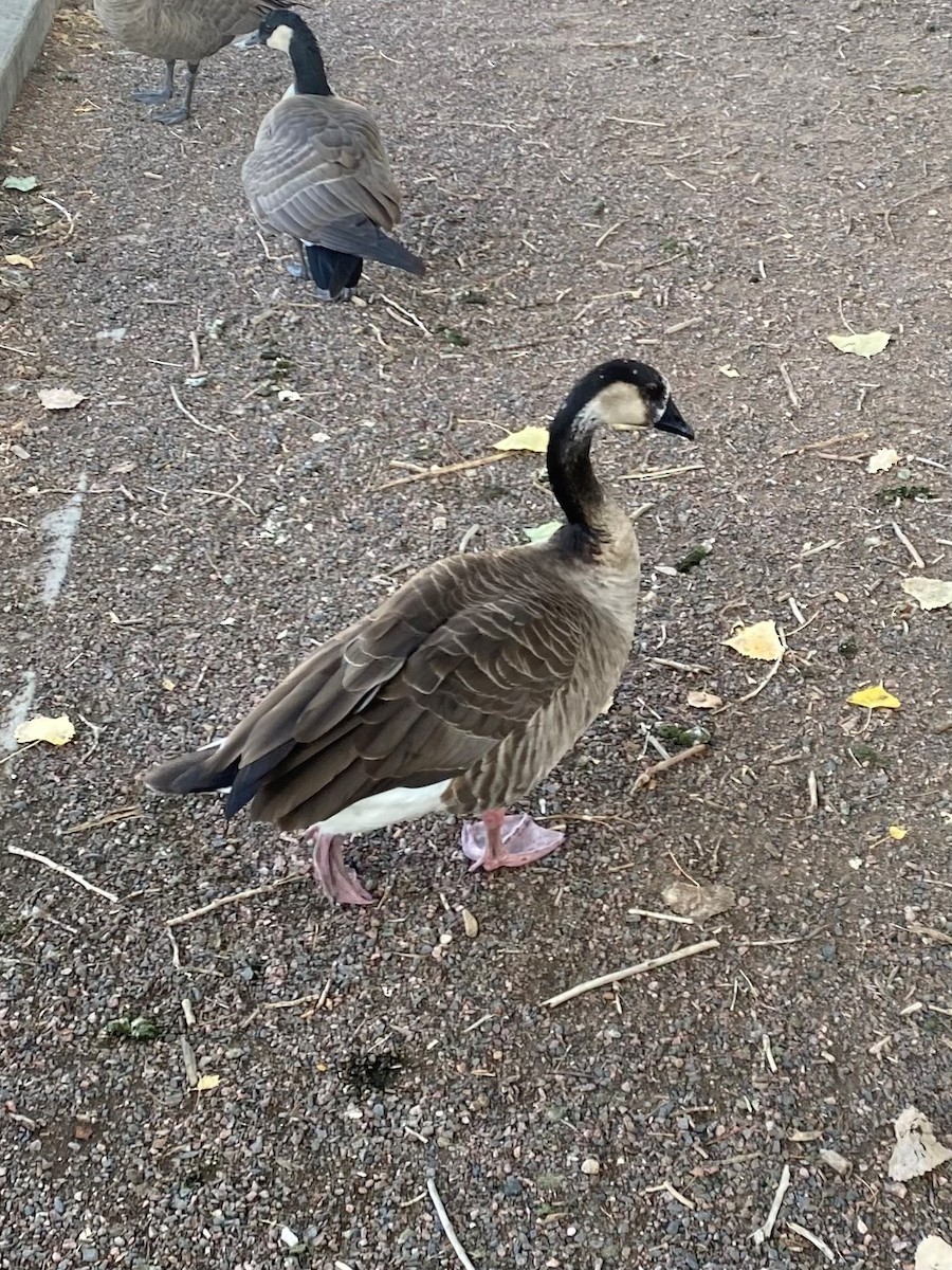Graylag x Canada Goose (hybrid) - ML624208167