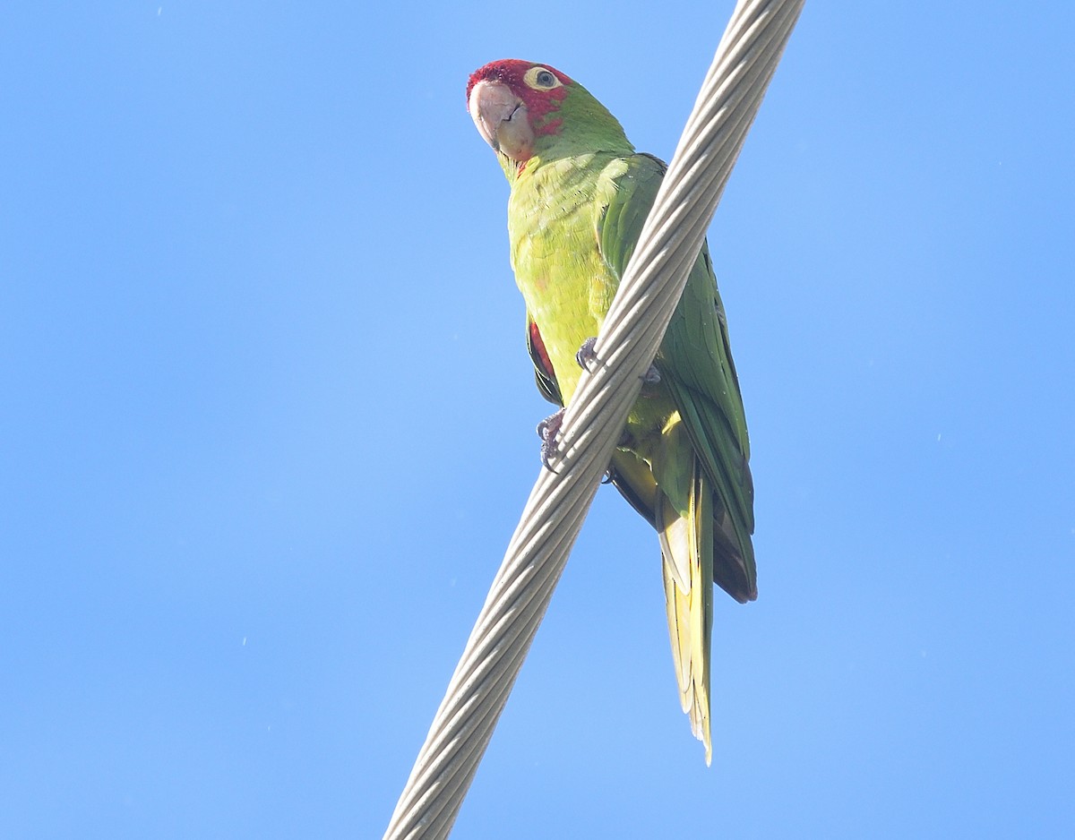 Red-masked Parakeet - ML624208176