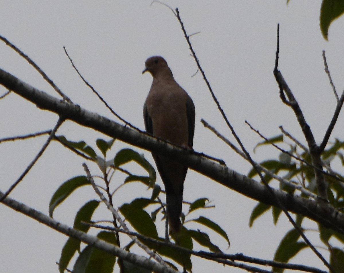 Mourning Dove - ML624208177