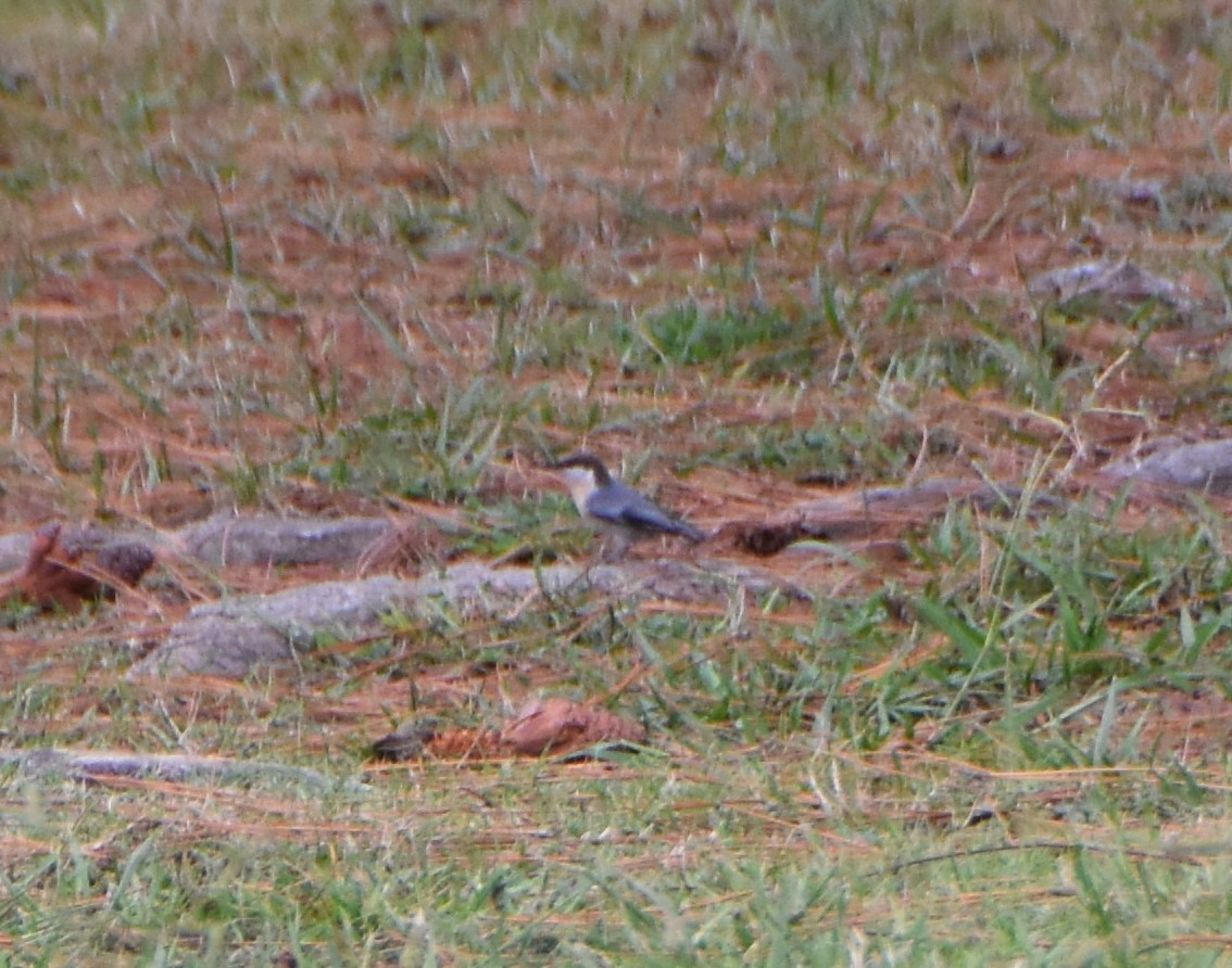 Brown-headed Nuthatch - ML624208184