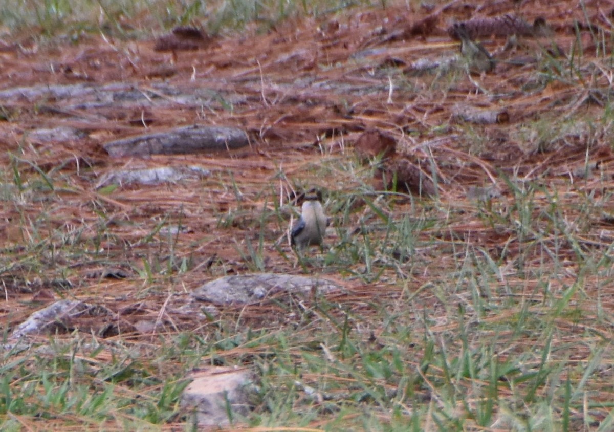 Brown-headed Nuthatch - ML624208186