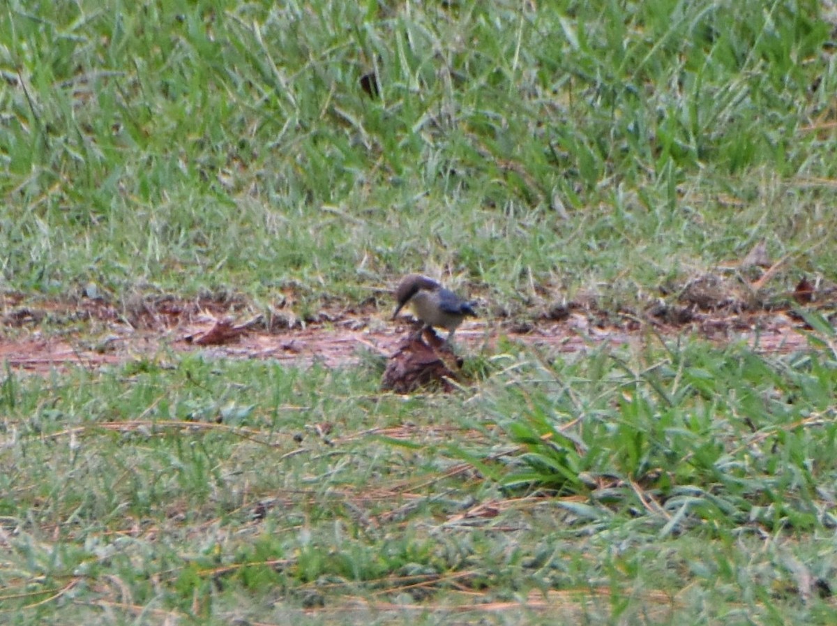 Brown-headed Nuthatch - ML624208187