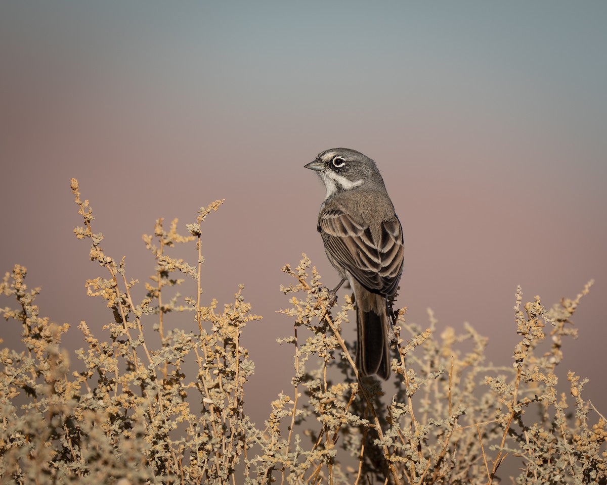 Bell's Sparrow - ML624208188