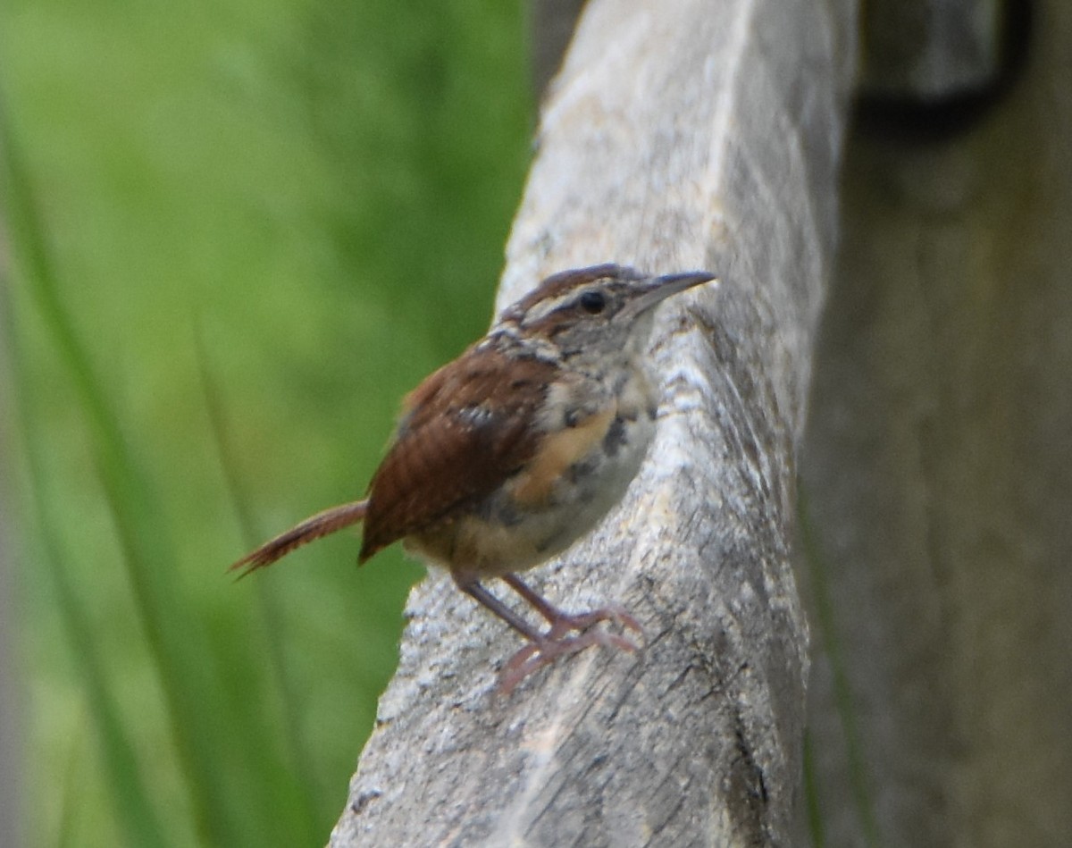 Carolina Wren - ML624208189