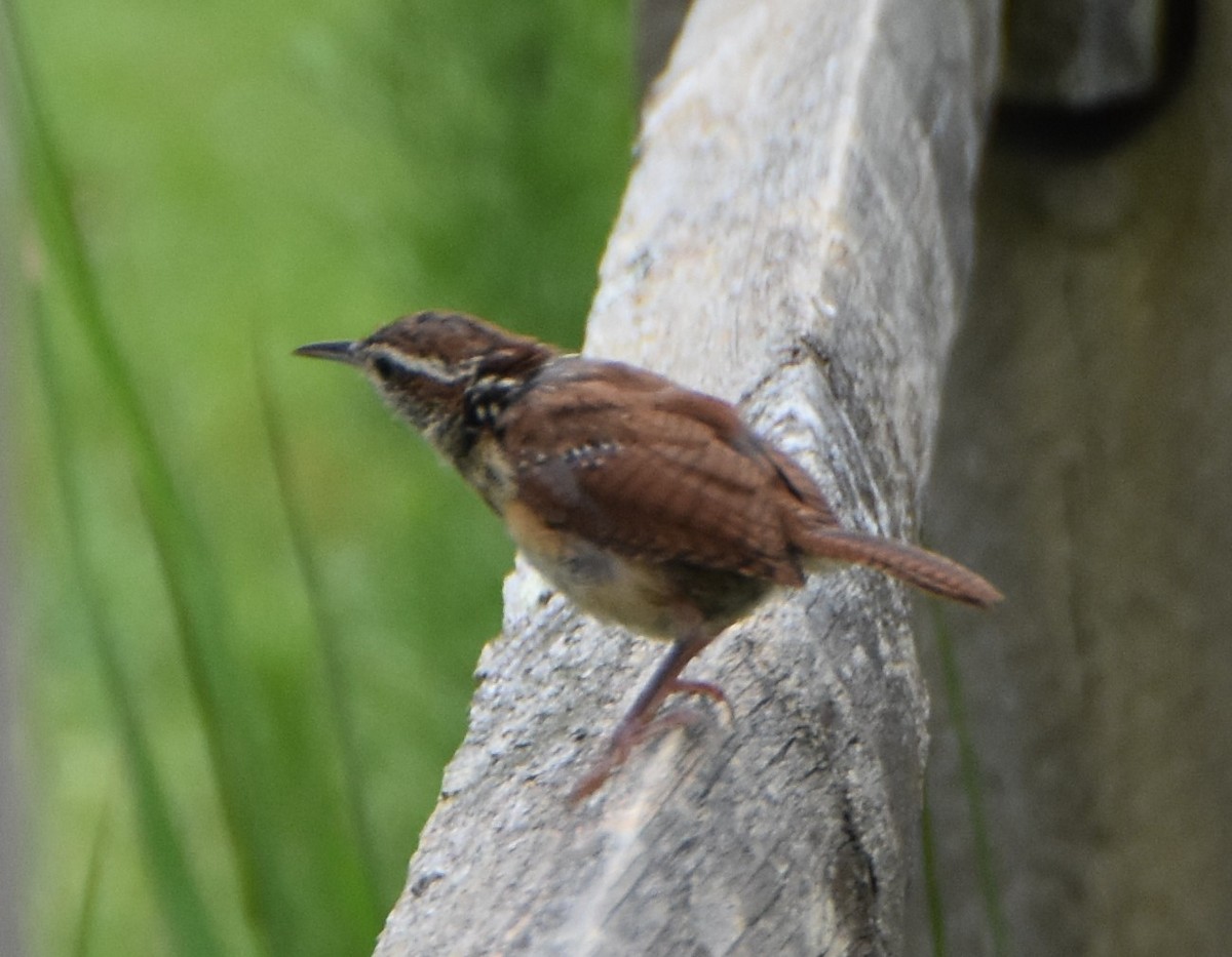 Carolina Wren - ML624208190