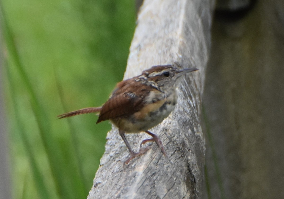 Carolina Wren - ML624208191