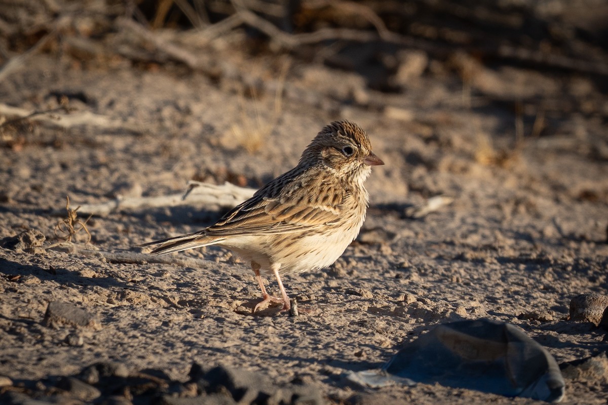 Vesper Sparrow - ML624208192