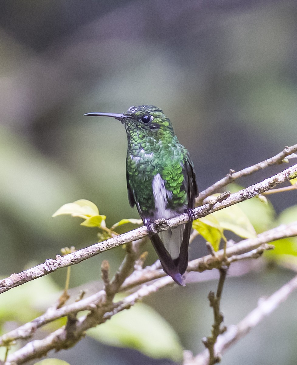 White-tailed Emerald - ML624208195