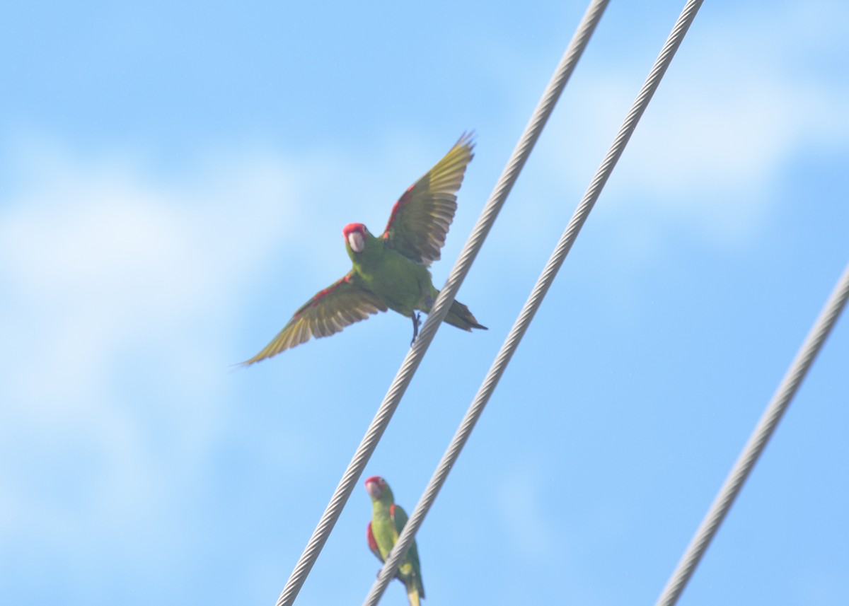 Red-masked Parakeet - ML624208196