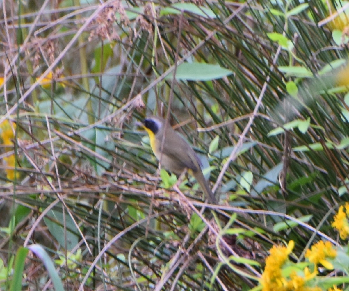 Common Yellowthroat - ML624208206