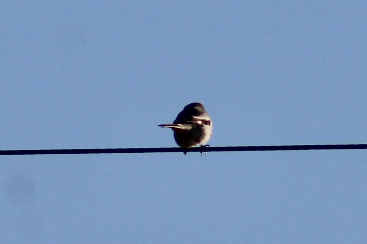 Loggerhead Shrike - ML624208207