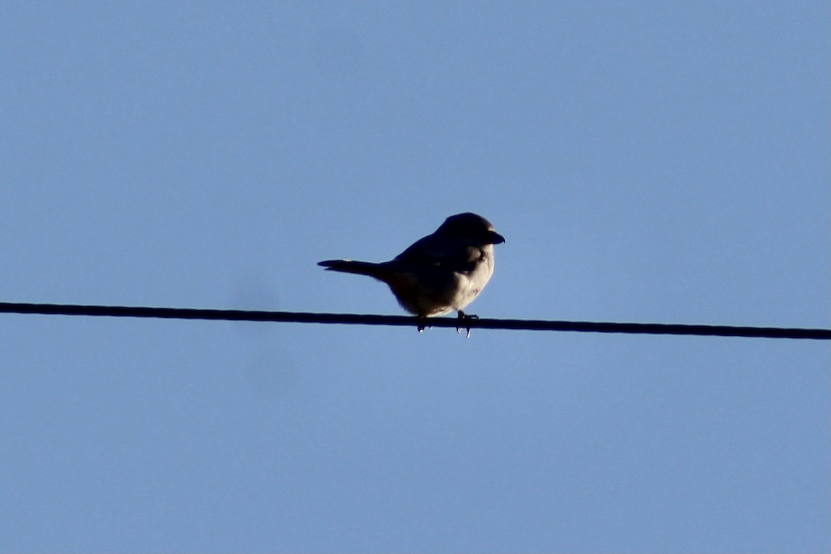 Loggerhead Shrike - ML624208208