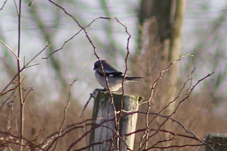 Loggerhead Shrike - ML624208209