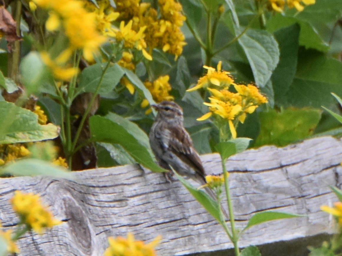 Chipping Sparrow - ML624208213