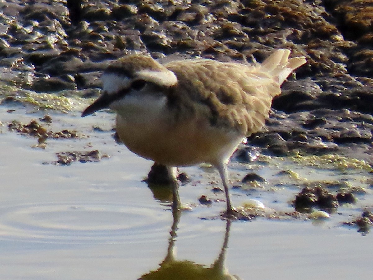 Kittlitz's Plover - ML624208237