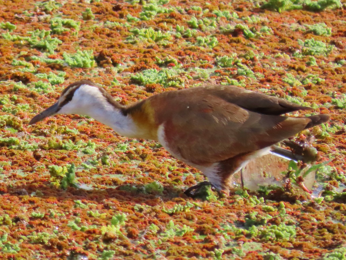 African Jacana - Andrew Collins