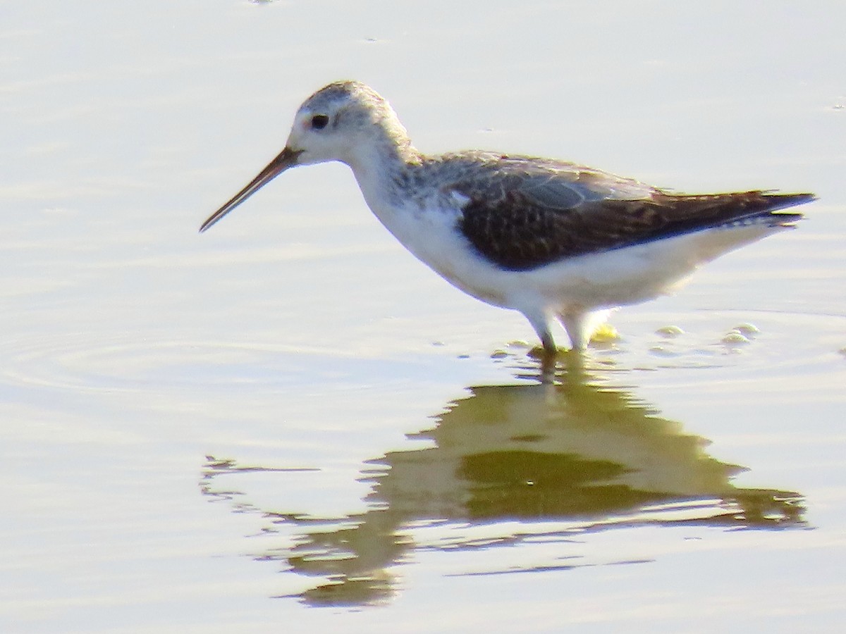 Marsh Sandpiper - ML624208248