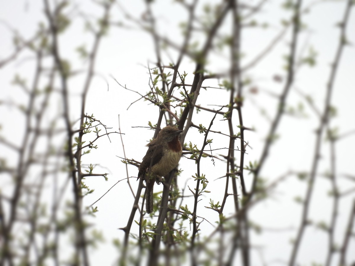 Rufous-necked Wryneck - ML624208250