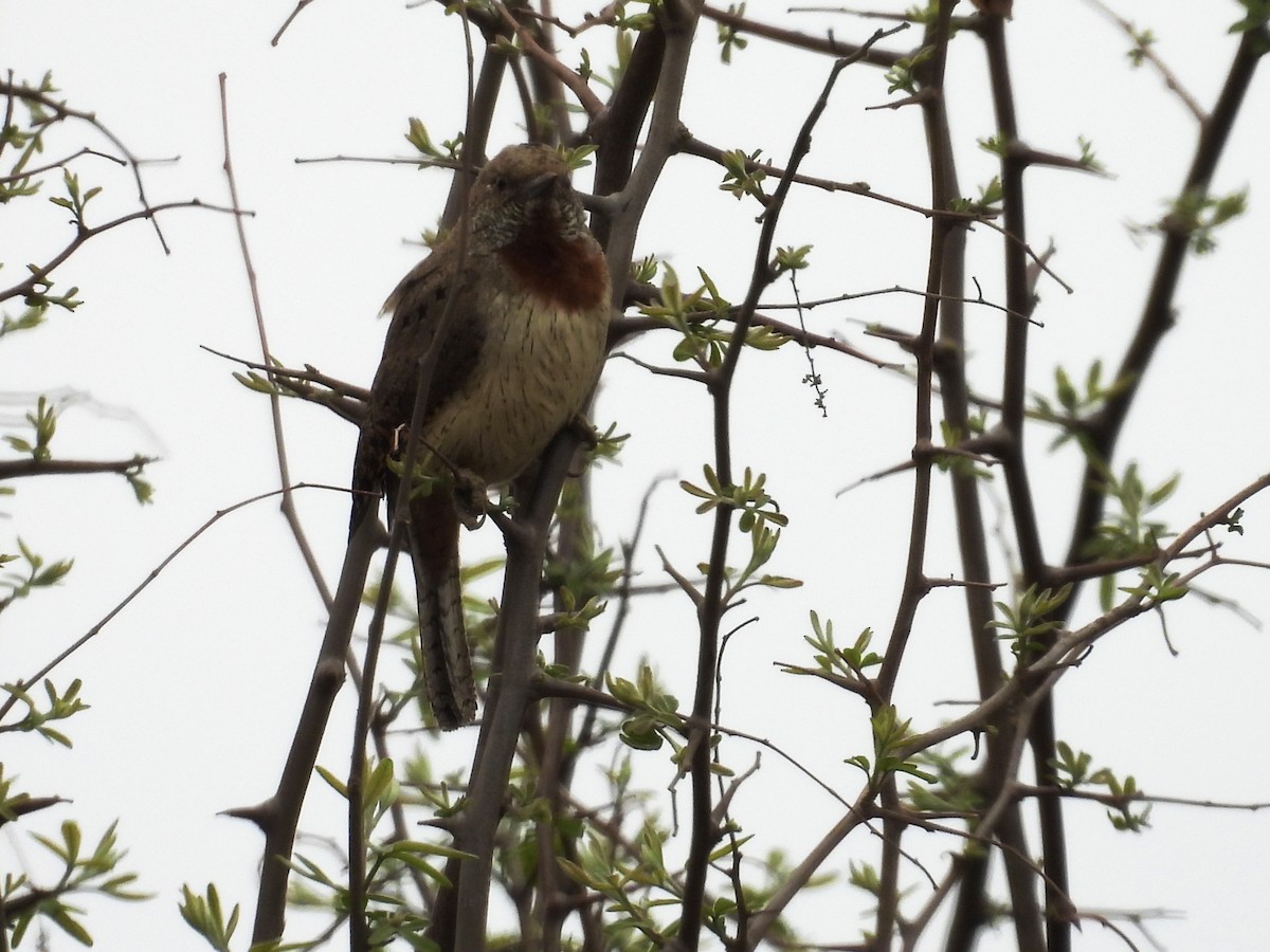 Rufous-necked Wryneck - ML624208251