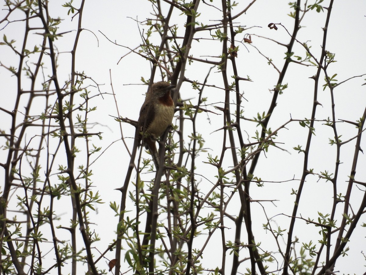 Rufous-necked Wryneck - ML624208252