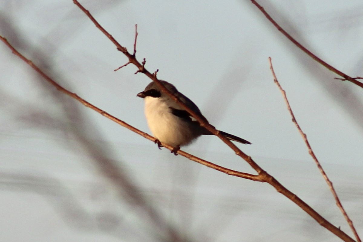 Loggerhead Shrike - ML624208261