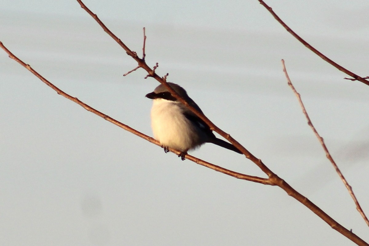 Loggerhead Shrike - ML624208262