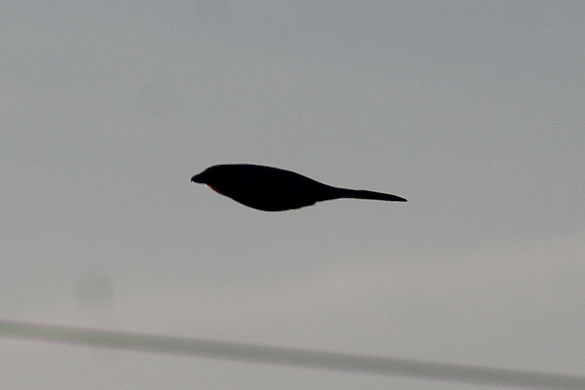 Loggerhead Shrike - ML624208263