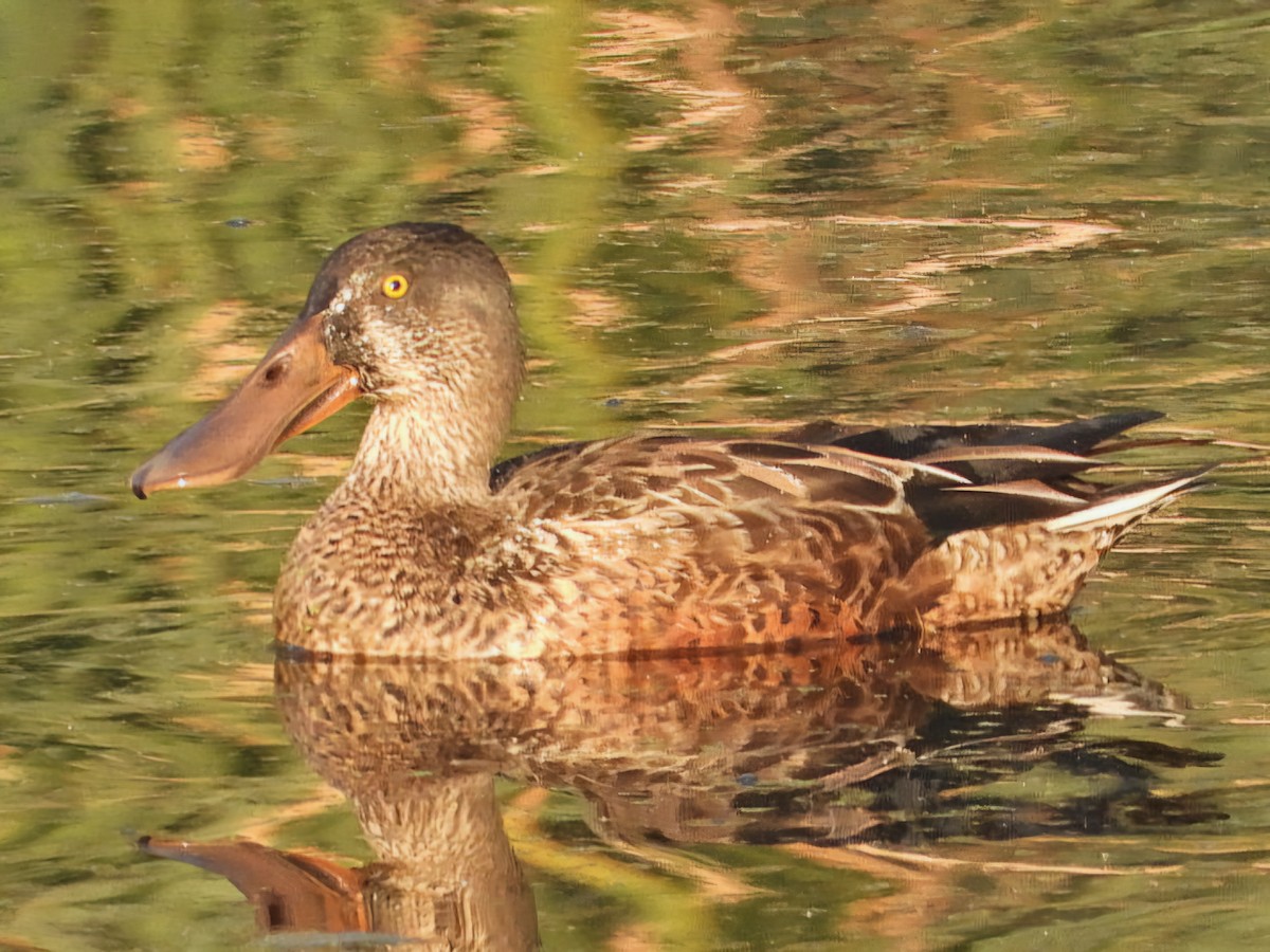 Northern Shoveler - ML624208265