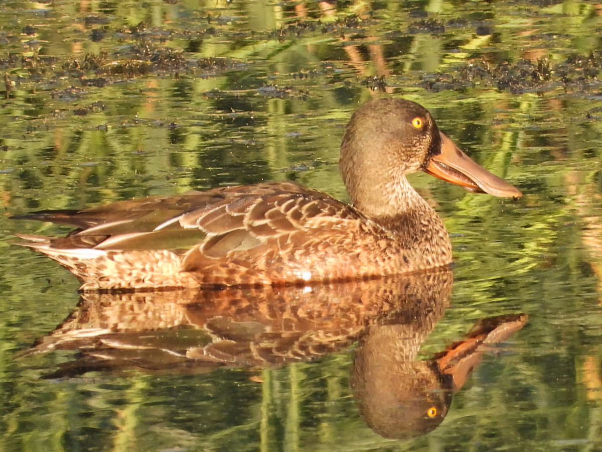 Northern Shoveler - ML624208266