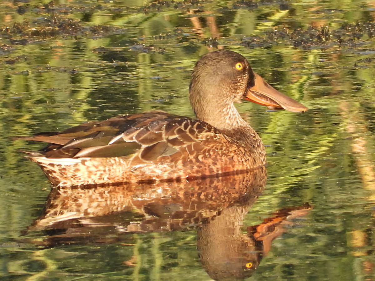 Northern Shoveler - ML624208268