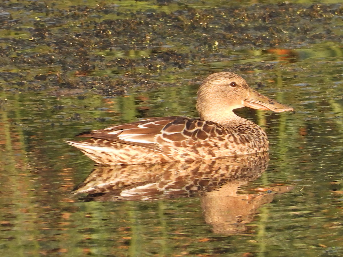 Northern Shoveler - Ivan V