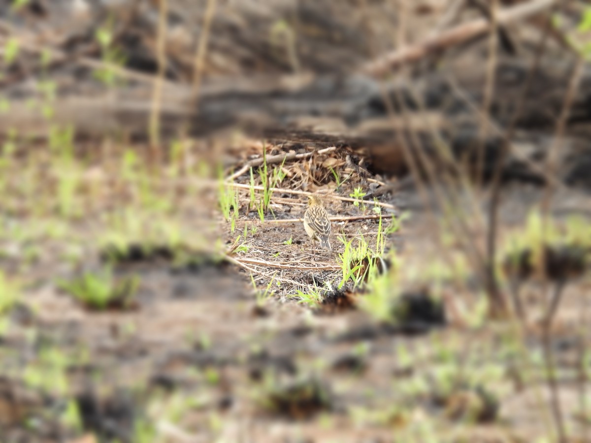 Red-collared Widowbird - Usha Tatini