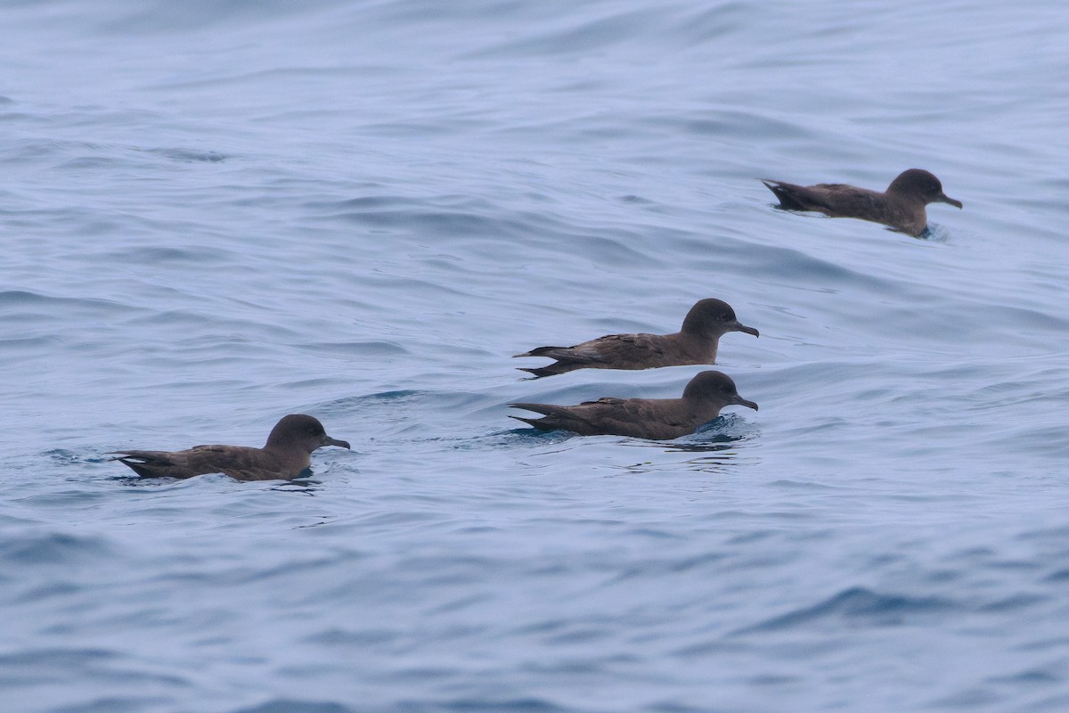 Sooty Shearwater - ML624208287