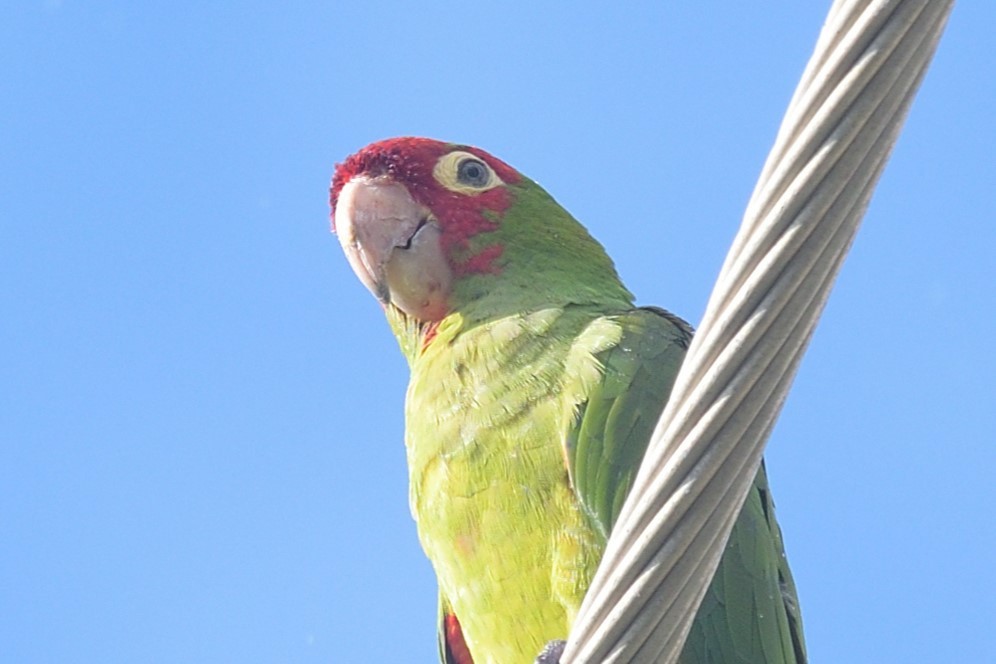 Red-masked Parakeet - ML624208312