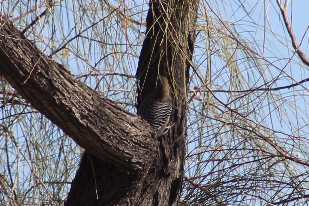 Gila Woodpecker - Asher Higgins