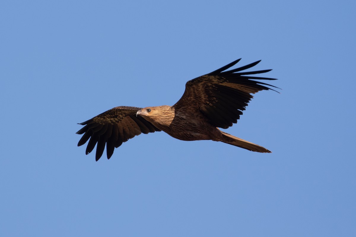 Whistling Kite - ML624208352