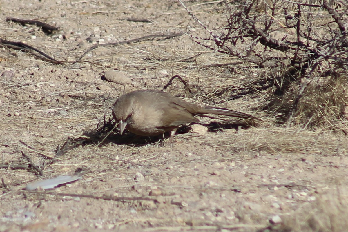 Abert's Towhee - ML624208357