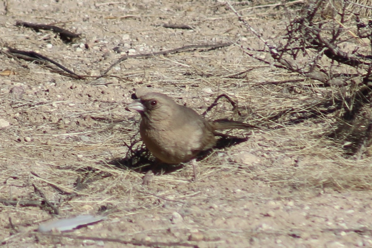 Abert's Towhee - ML624208358