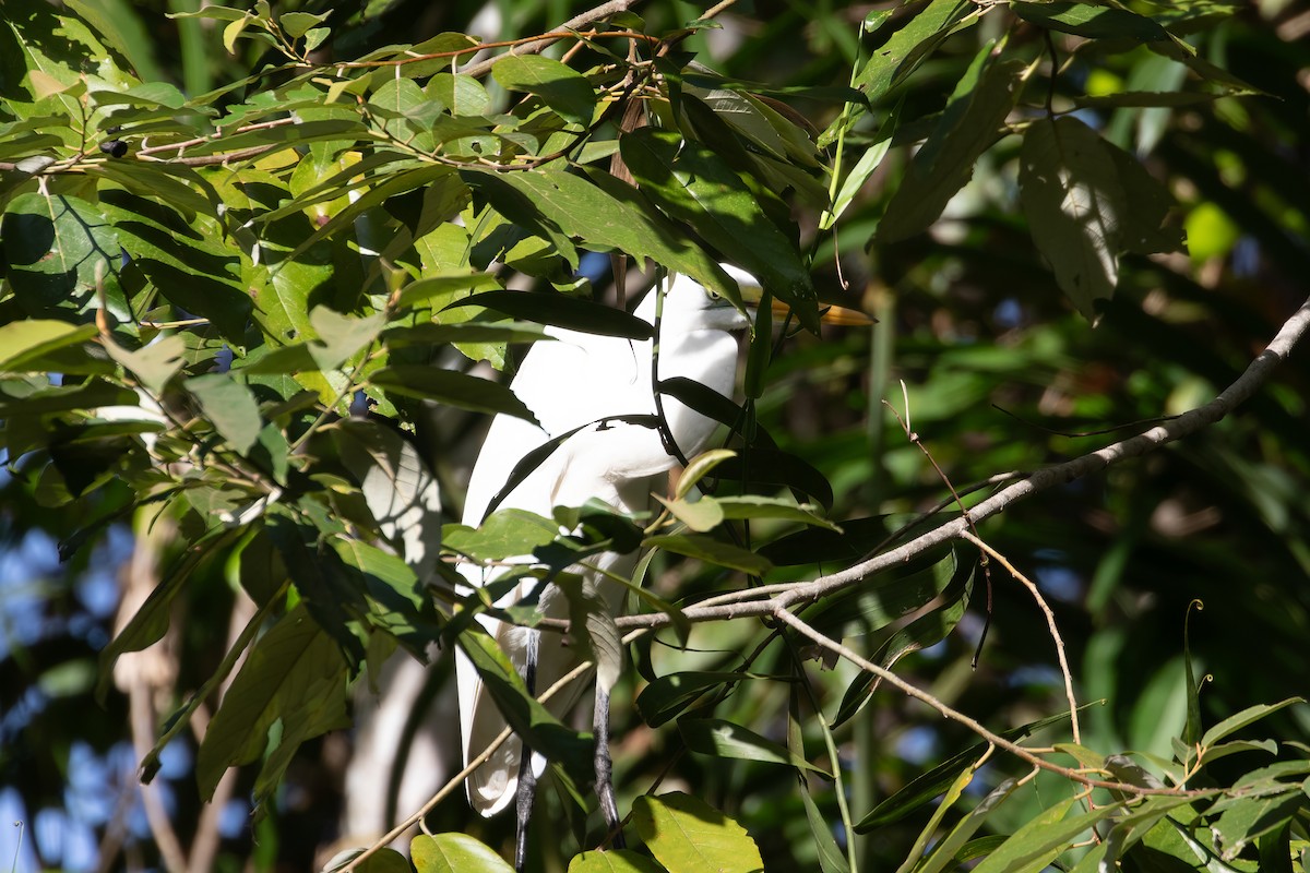 Great Egret (modesta) - ML624208365