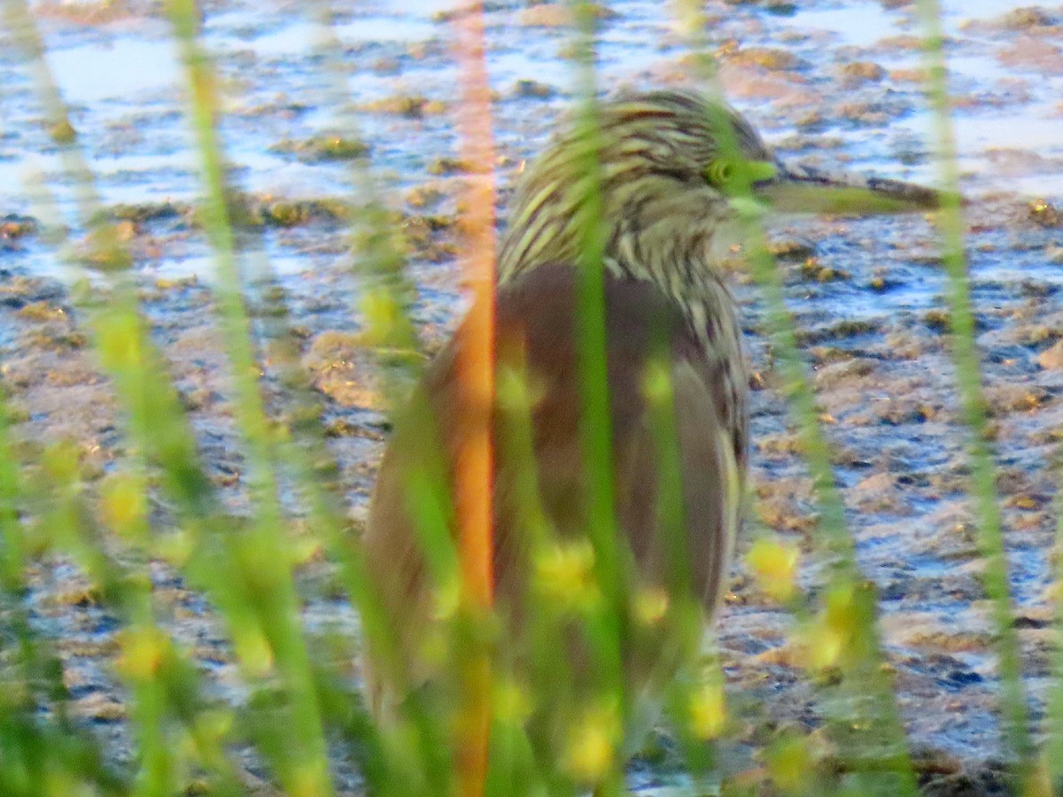 Squacco Heron - ML624208381