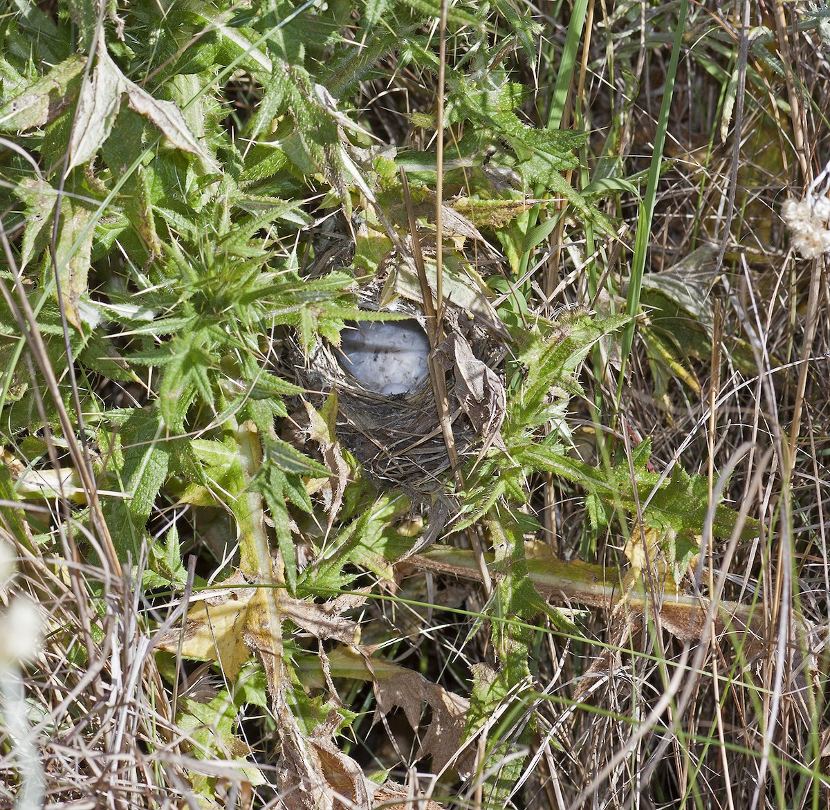 Levaillant's Cisticola - ML624208397