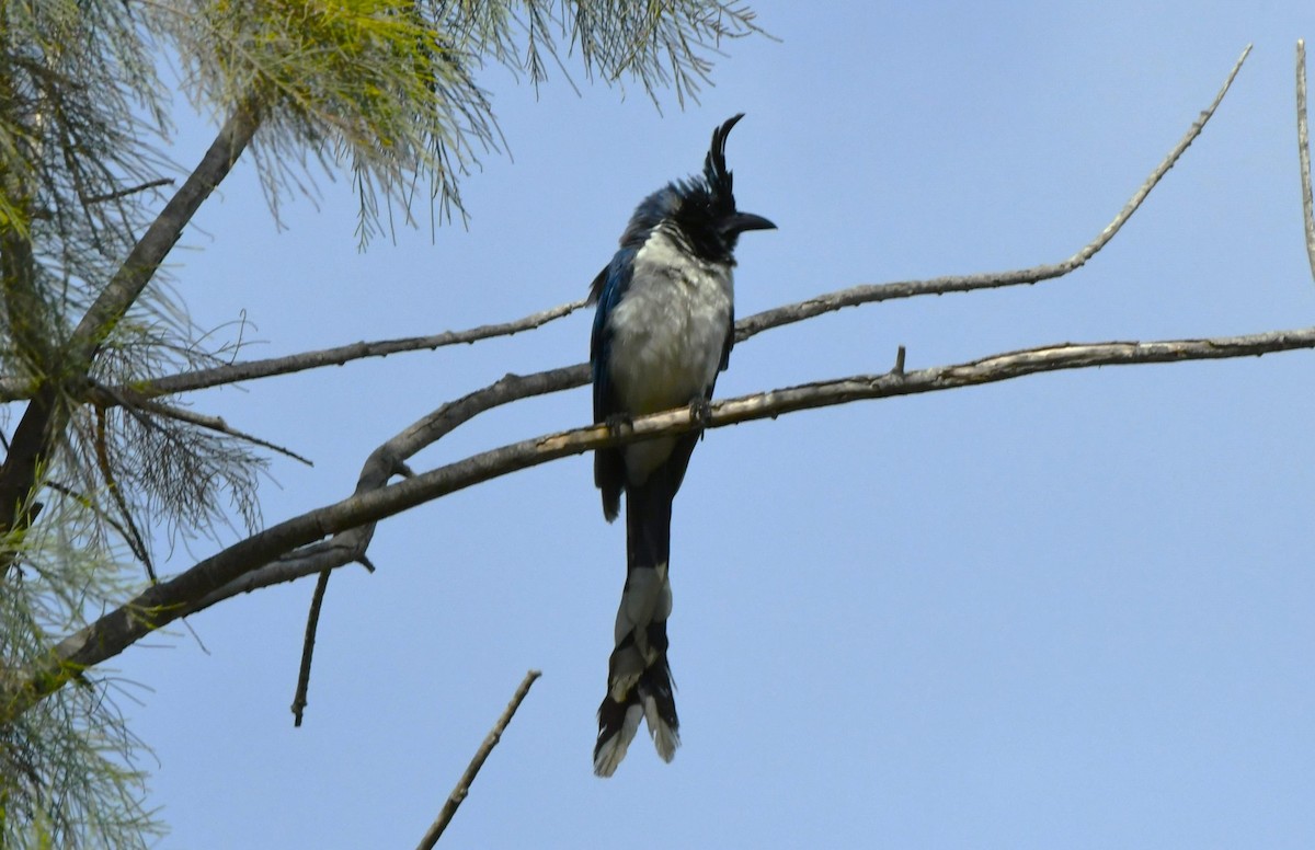 Black-throated Magpie-Jay - ML624208404