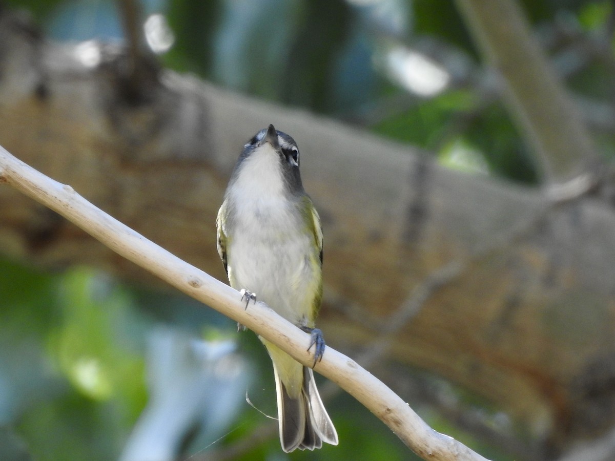 Blue-headed Vireo - ML624208409